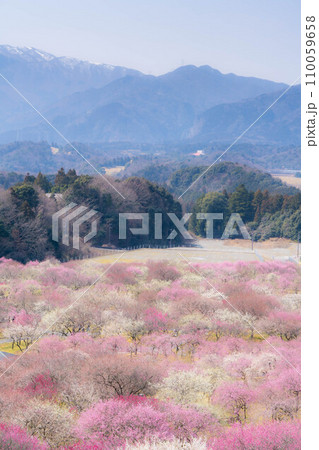 【早春素材】いなべ市農業公園の梅林【三重県】 110059658