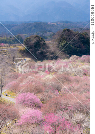 【早春素材】いなべ市農業公園の梅林【三重県】 110059661