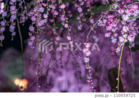 【早春素材】夜の鈴鹿の森庭園のライトアップされたしだれ梅【三重県】 110059725