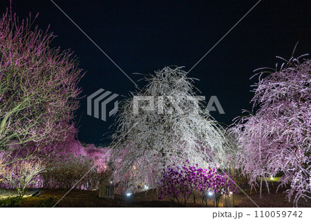 【早春素材】夜の鈴鹿の森庭園のライトアップされたしだれ梅【三重県】 【早春素材】夜の鈴鹿の森庭園のライトアップされたしだれ梅【三重県】 110059742