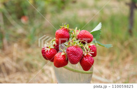 freshly plucked sprigs of young strawberries closeup freshly plucked sprigs of young strawberries closeup 110059825