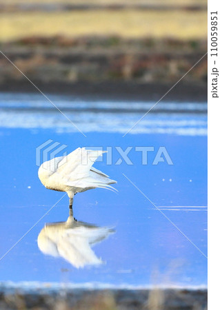 シベリアから飛来したコハクチョウ 110059851