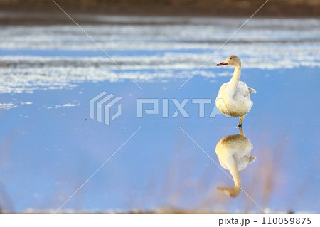 シベリアから飛来したコハクチョウ シベリアから飛来したコハクチョウ 110059875