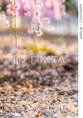 【早春素材】鈴鹿の森庭園のしだれ梅【三重県】 110059894