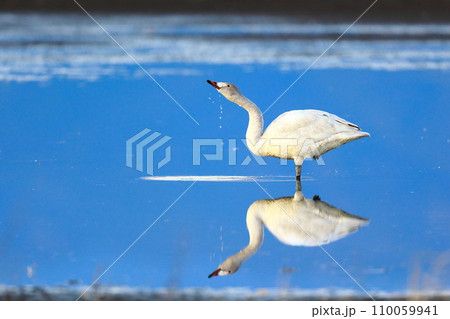 シベリアから飛来したコハクチョウ シベリアから飛来したコハクチョウ 110059941