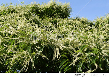 栗の花 白いクリーム色の花 栗の花 白いクリーム色の花 110060030