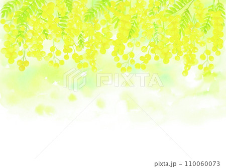 美しく咲くミモザの水彩イラスト。春らしいボタニカルフレーム。 110060073