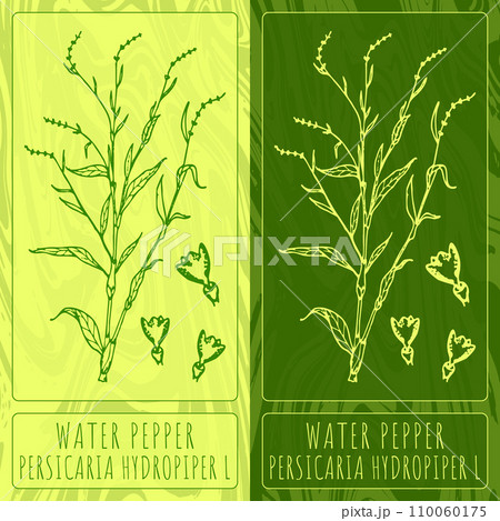 Vector drawings WATER PEPPER. Hand drawn illustration. Latin name PERSICARIA HYDROPIPER L. 110060175