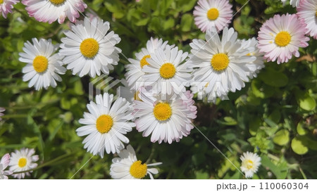 Pretty daisy flowers blooming in the meadow. Pretty daisy flowers blooming in the meadow. 110060304