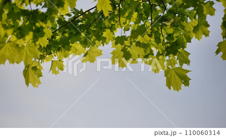 The green branches of a maple tree on a summer day. 110060314