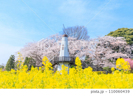 「埼玉県」見晴公園の風車と菜の花畑　さいたま市 110060439