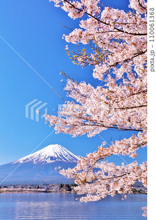 春の青空　富士山と桜 110061368