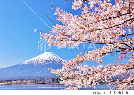 春の青空　富士山と桜 110061369