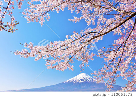春の青空　富士山と桜 110061372