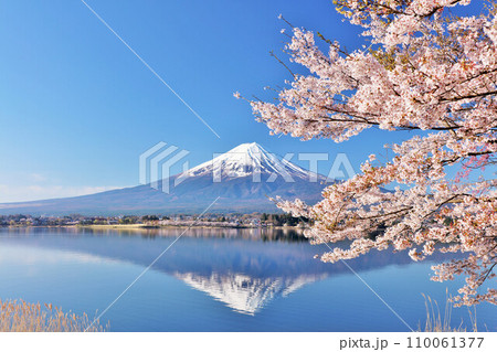 春の青空　富士山と桜 110061377