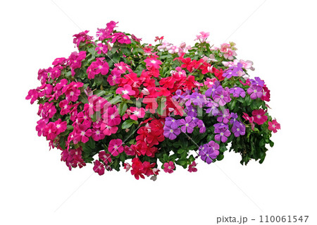Vinca Sadabahar Periwinkle Flower Vinca Sadabahar Periwinkle Flower 110061547