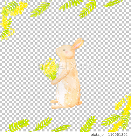 Spring illustration with cute hare and mimosa with bouquet. Use watercolors. 110061892