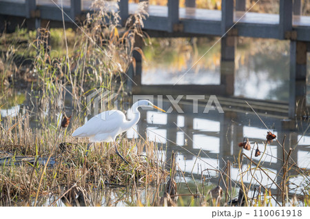 エサを探すサギ エサを探すサギ 110061918