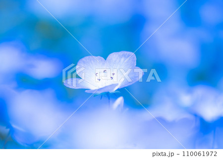 ネモフィラの花 110061972
