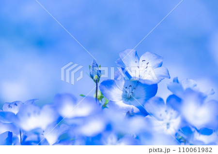 ネモフィラの花 110061982