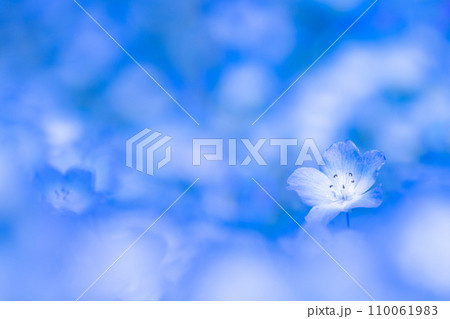 ネモフィラの花 110061983