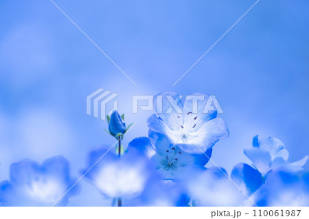 ネモフィラの花 ネモフィラの花 110061987