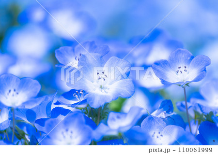 ネモフィラの花 ネモフィラの花 110061999