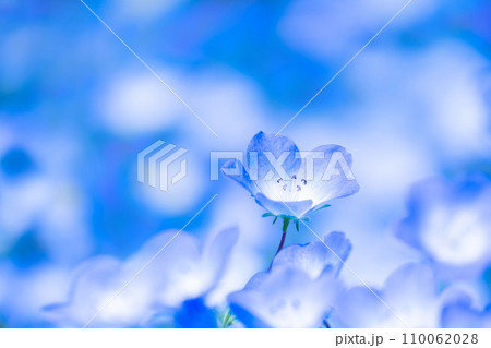ネモフィラの花 ネモフィラの花 110062028