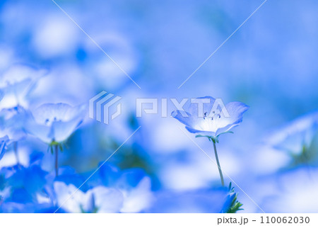 ネモフィラの花 110062030