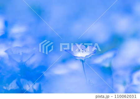 ネモフィラの花 110062031