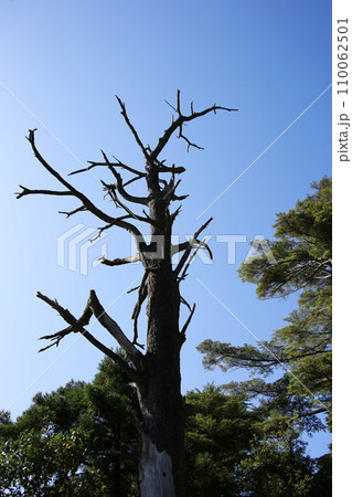 弥山の松くい虫 弥山の松くい虫 110062501