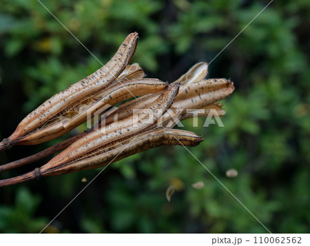 帰化植物ユリ科タカサゴユリの枯れた果実 110062562