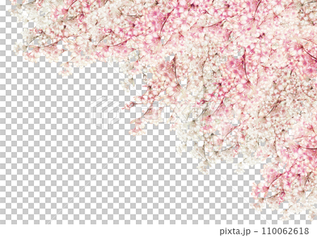 Spring background material with cherry blossoms in full bloom Spring background material with cherry blossoms in full bloom 110062618