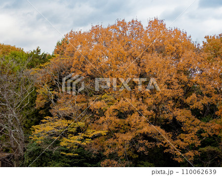ブナ科コナラ林の冬　黄葉散る 110062639