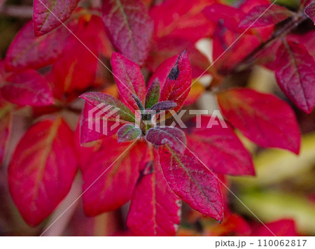 ツツジ科モチツツジの鮮やかな紅葉 ツツジ科モチツツジの鮮やかな紅葉 110062817