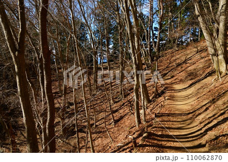 冬の森の中の長い影 中ノ倉峠に至る登山道 冬の森の中の長い影 中ノ倉峠に至る登山道 110062870