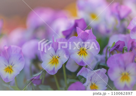 春の花壇に咲くビオラの花 110062897