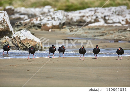 Oystercatchers in a line Oystercatchers in a line 110063051