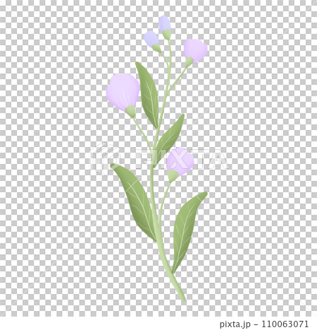 purple flower blossom purple flower blossom 110063071