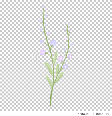 purple flower blossom 110063079