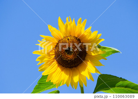 ひまわり 110063089