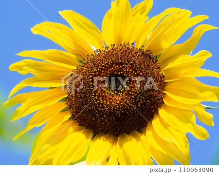 ひまわり 110063090