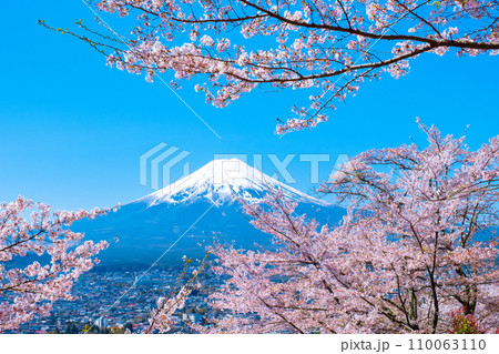 桜と富士山（新倉山浅間公園） 110063110