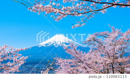 桜と富士山（新倉山浅間公園） 110063113