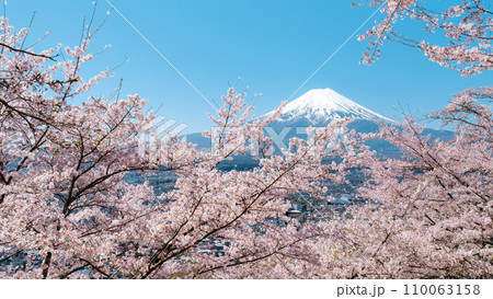 桜と富士山（新倉山浅間公園） 110063158