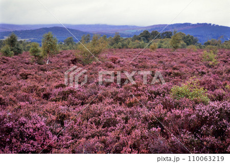 キングッシー近郊のヒース満開の野原 110063219