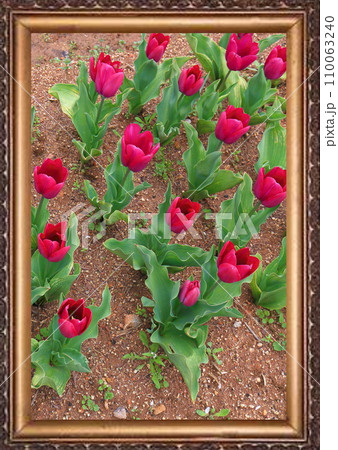 花畑　チューリップ畑 110063240