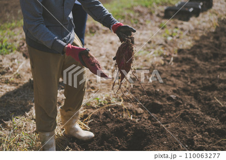 vegetable field 110063277