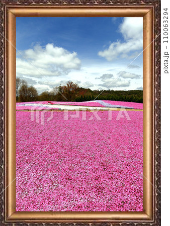 花畑 芝桜 花畑 芝桜 110063294