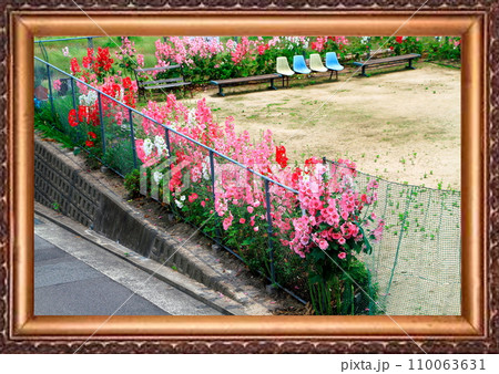 タチアオイ 110063631